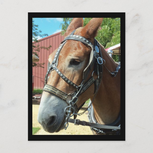 Postal de caballo (Anverso)