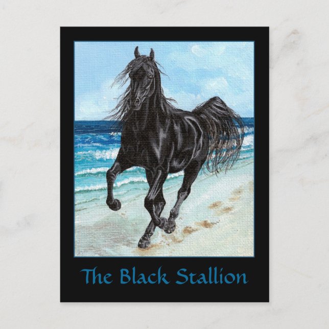 Postal de caballo árabe Black Stallion (Anverso)