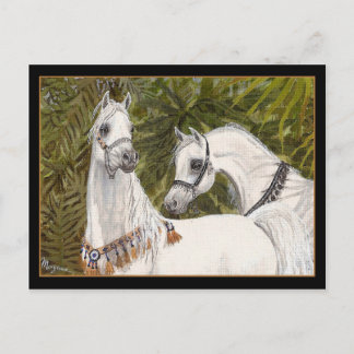 Postal de caballo árabe Palm Grove