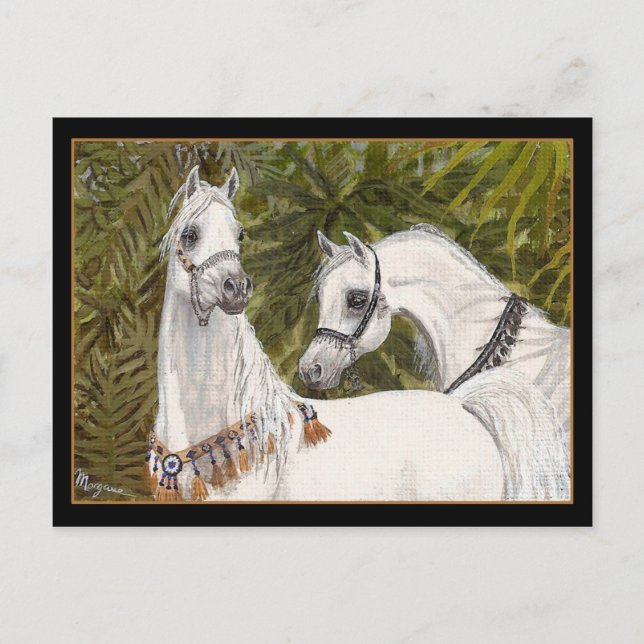 Postal de caballo árabe Palm Grove (Anverso)