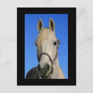 Postal de caballo blanco