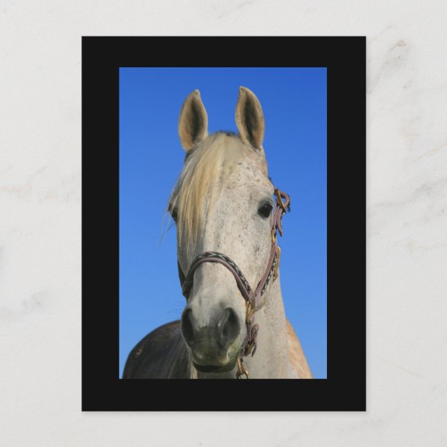 Postal de caballo blanco (Anverso)