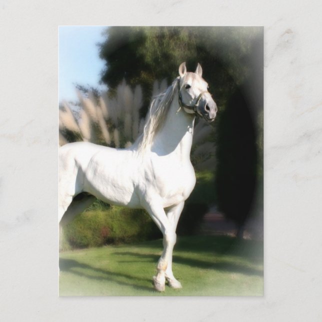 Postal de caballo blanco (Anverso)