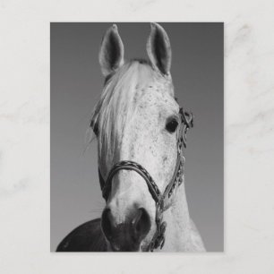 Postal de caballo blanco