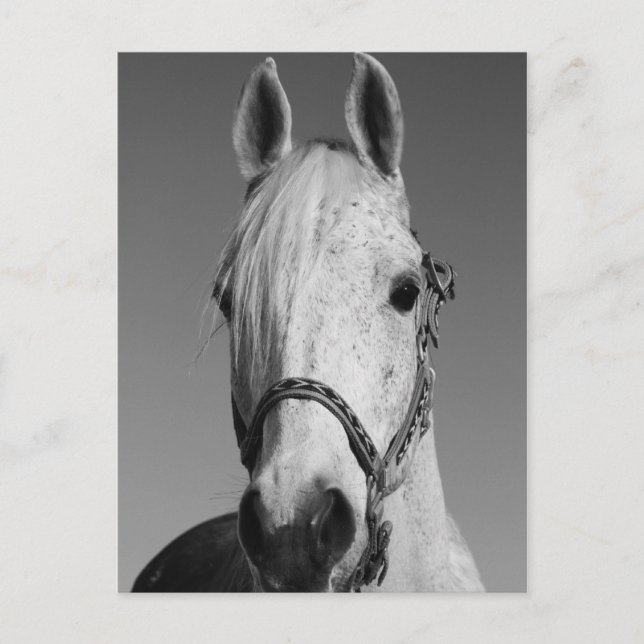 Postal de caballo blanco (Anverso)