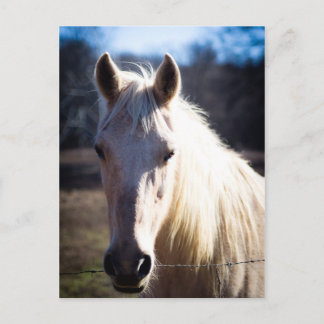 Postal de caballo blanco