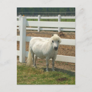 Postal de caballo blanco en miniatura