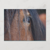 Postal de caballo borrador