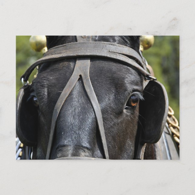 Postal de caballo con inclinación negra (Anverso)
