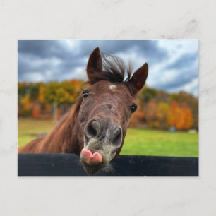 Postal de caballo corto