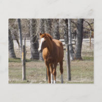 Postal de caballo de castaño