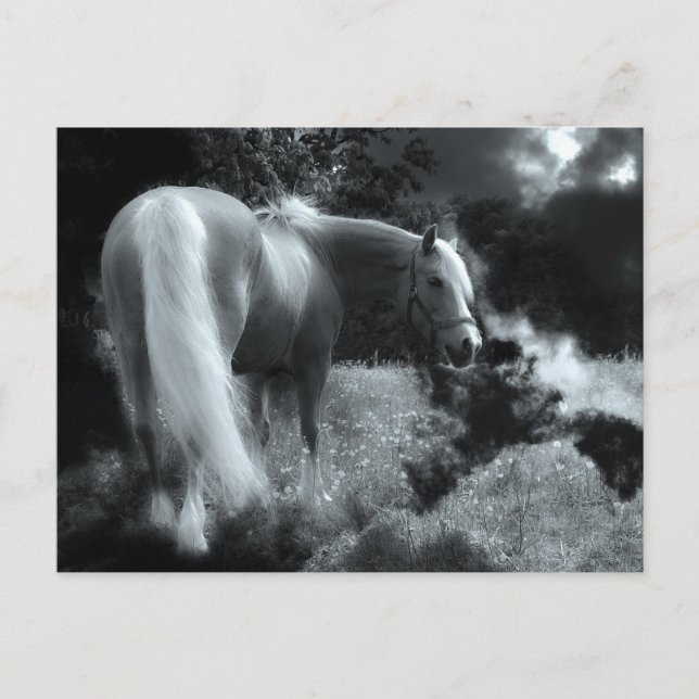 postal de caballo de noche místico (Anverso)