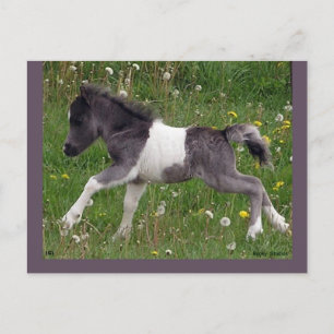 Postal de caballo de personalizable #3