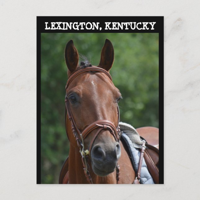 postal de CABALLO DE RAZA LEXINGTON KENTUCKY (Anverso)