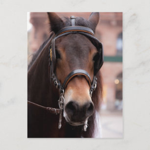 Postal de caballo enrollado
