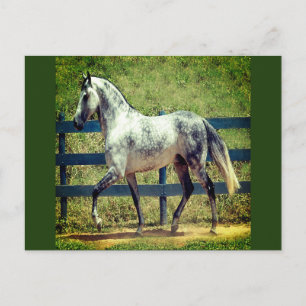 Postal de caballo gris