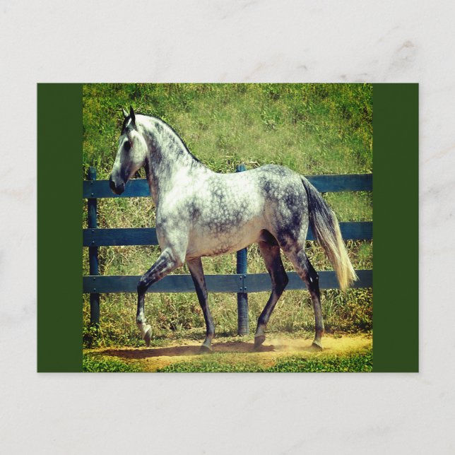 Postal de caballo gris (Anverso)