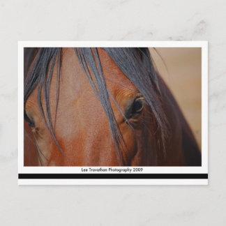 Postal de caballo - Impresión LT