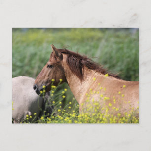 postal de caballo konik salvaje