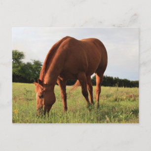 Postal de caballo marrón