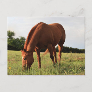 Postal de caballo marrón