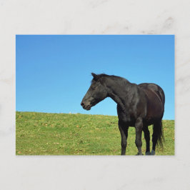 Postal de caballo negro