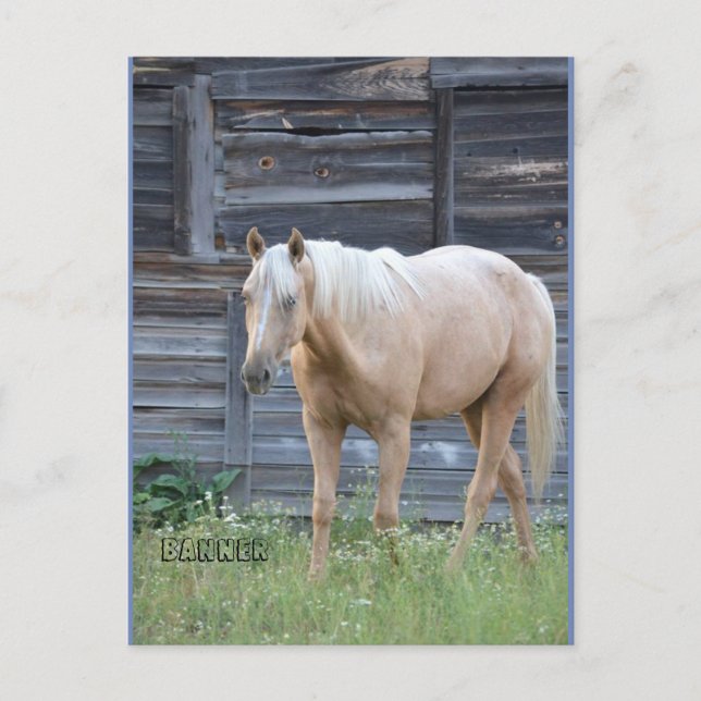 Postal de caballo palomino (Anverso)