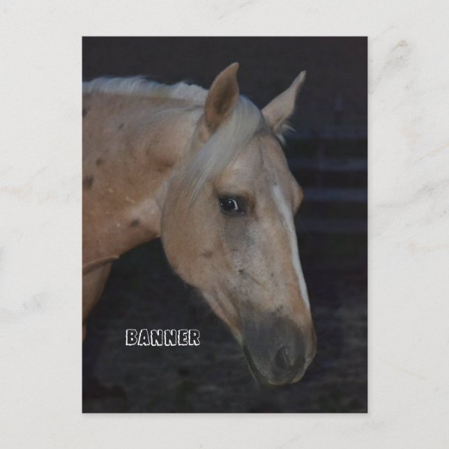 Postal de caballo palomino de caballo llamado Bann (Anverso)
