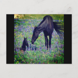 Postal de caballo salvaje