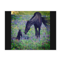 Postal de caballo salvaje