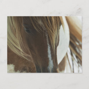 Postal de caballo salvaje de Mustang