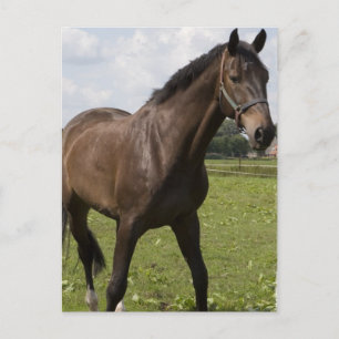 Postal de caballo tostado