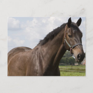 Postal de caballo tostado