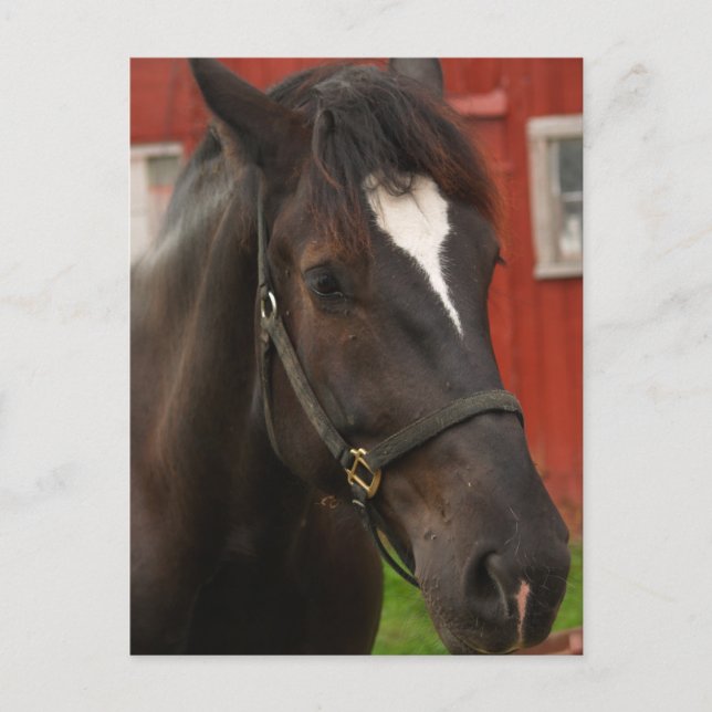 Postal de caballo trueno (Anverso)