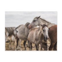 Postal de caballos