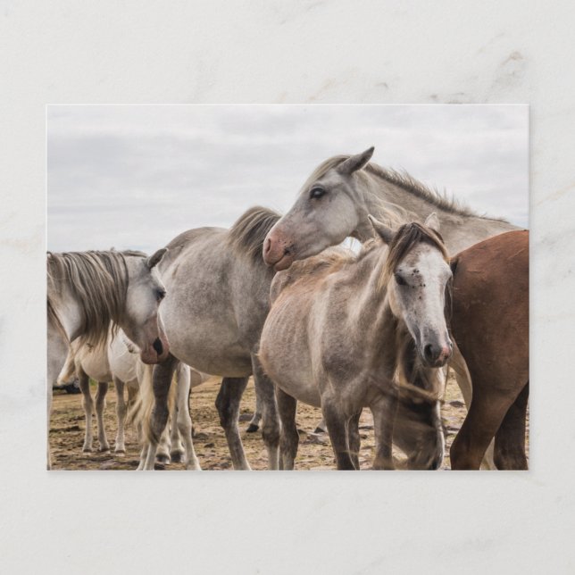 Postal de caballos (Anverso)