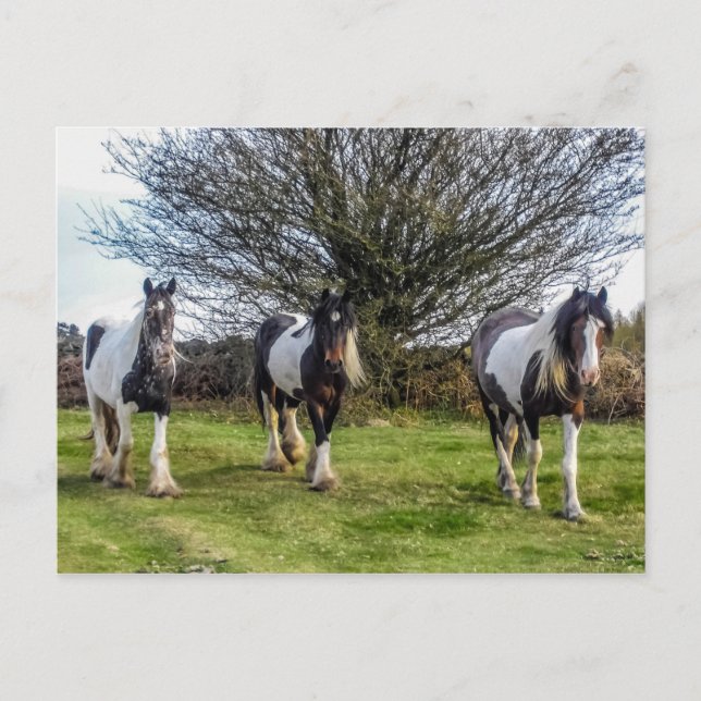 Postal de caballos (Anverso)