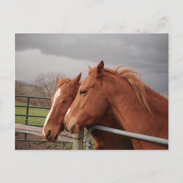 Postal de caballos (Anverso)