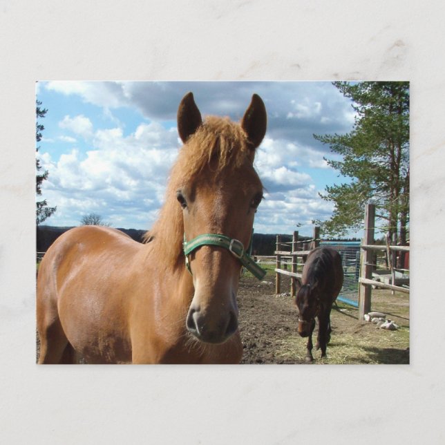 Postal de caballos (Anverso)