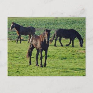 Postal de caballos