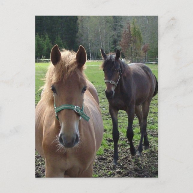 Postal de caballos (Anverso)