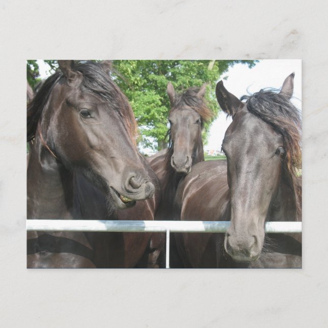 Postal de caballos (Anverso)