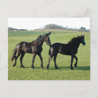 Postal de caballos