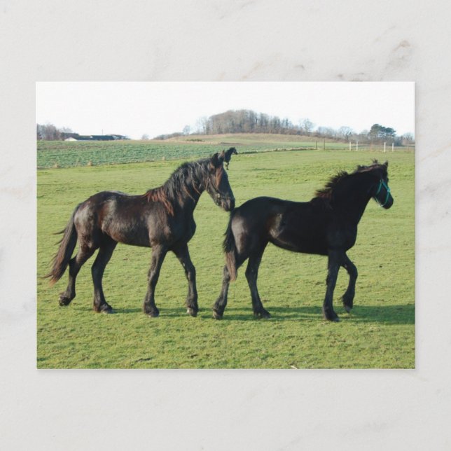 Postal de caballos (Anverso)