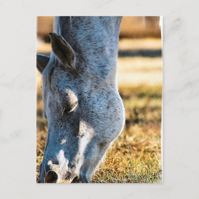 Postal de caballos Appaloosa (Anverso)