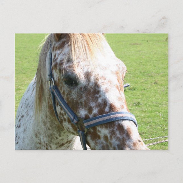 Postal de caballos Appaloosa acoplada (Anverso)