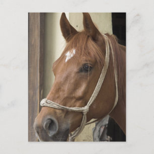 Postal de caballos árabes