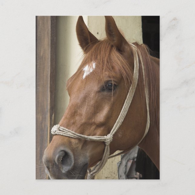 Postal de caballos árabes (Anverso)