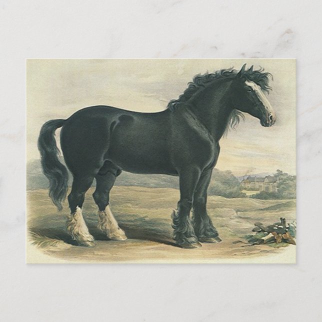 Postal de caballos con barrido de la vieja camiset (Anverso)