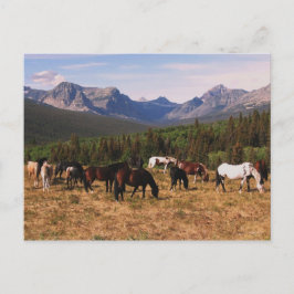 Postal de caballos de Montana